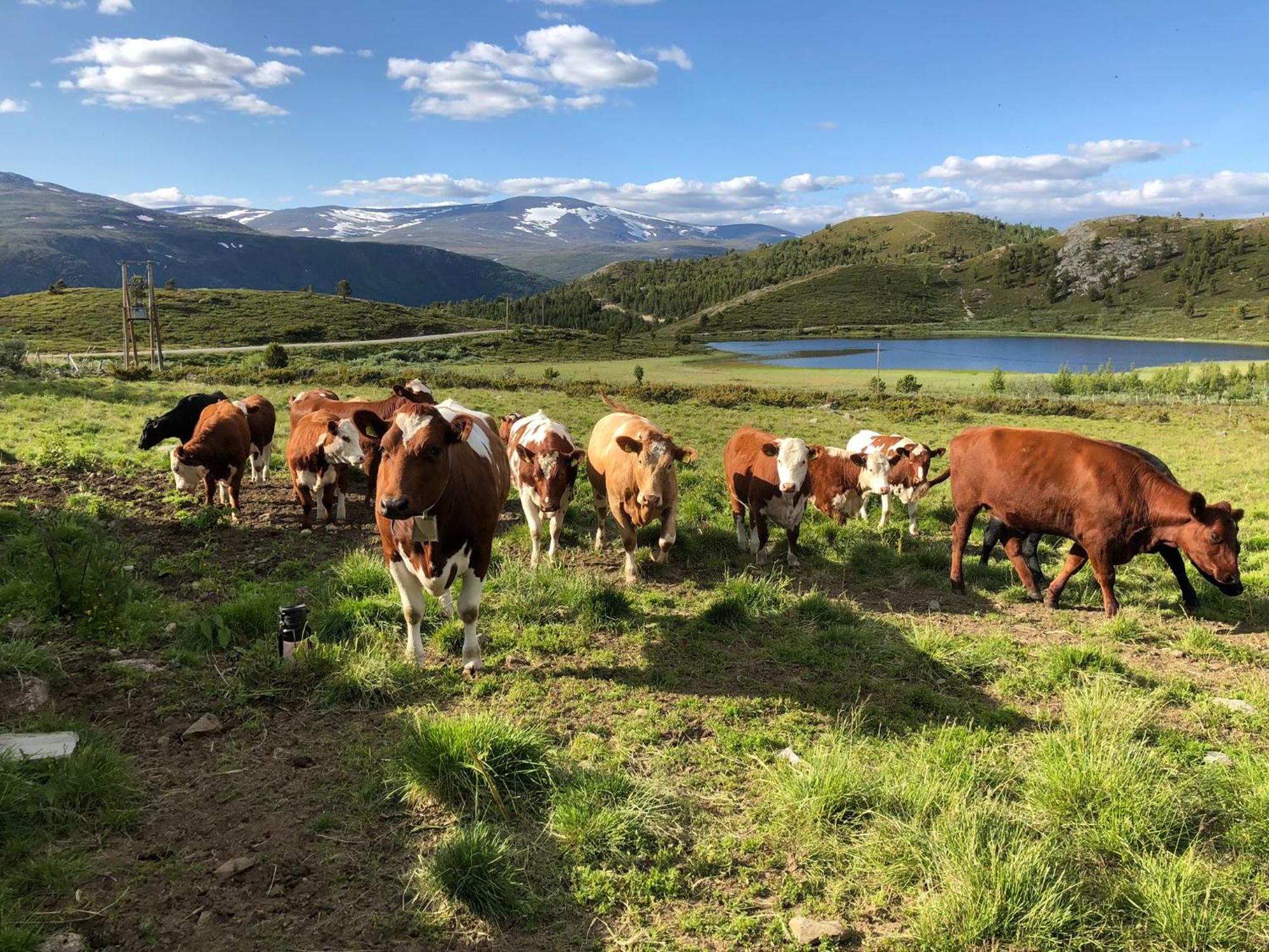 Galde Uppigard Villa Boverdalen Buitenkant foto